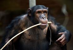 Los chimpancés perfeccionan su capacidad de aprendizaje a lo largo de la vida
