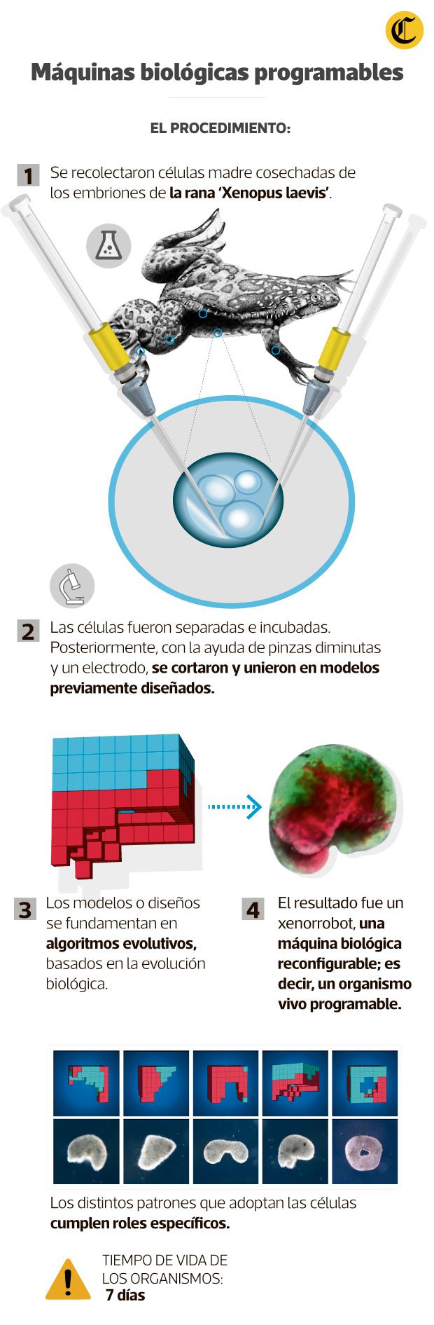 Máquinas biológicas programadas. (Ilustración: El Comercio)