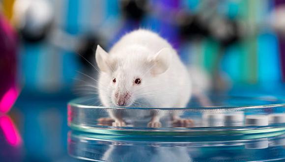 Ratón de laboratorio. (Foto: iStock)