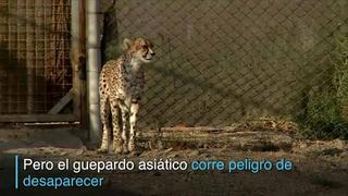 Irán busca salvar los últimos guepardos de Asia