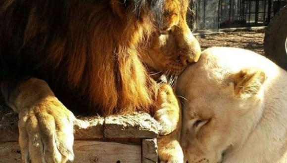Kahn y Sheila, los leones que se salvaron de un brutal cautiverio. (Foto: Captura/Clarín)