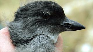 Muerte masiva de aves en EE.UU. intriga a científicos