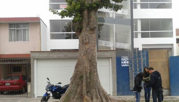 Surco: denuncian que inmobiliaria cortará árbol de 50 años