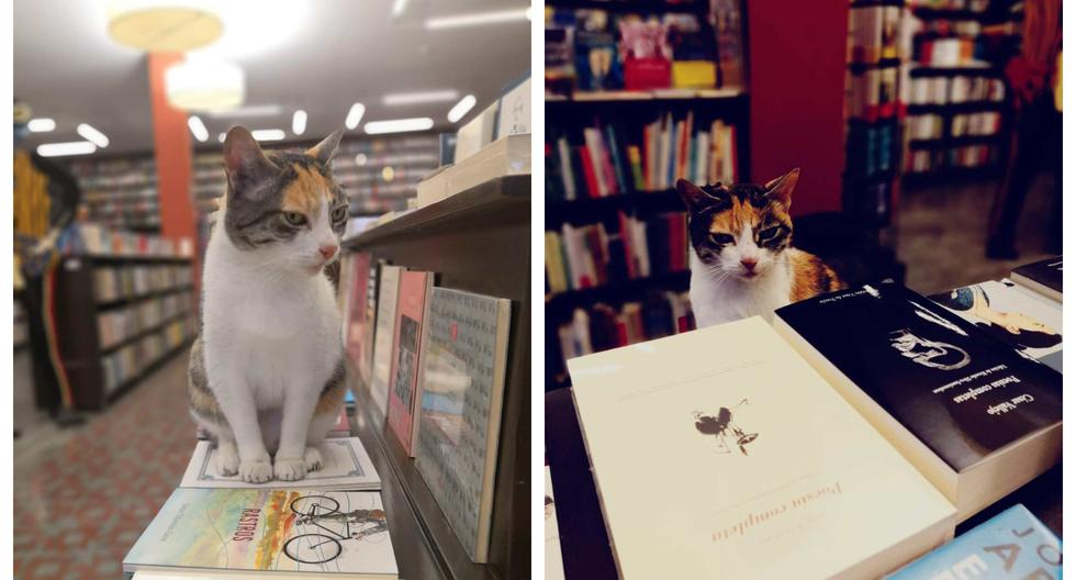 Paco Sanseviero, hoy a cargo de la mítica librería, pasó los últimos meses cuidando la delicada salud de la felina, que todas las semanas era revisada por veterinarios. (Foto: Rafaella León)