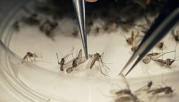 El Distrito de Control de Mosquitos de los Cayos de Florida liber&oacute; a unos 20.000 mosquitos machos que la compa&ntilde;&iacute;a MosquitoMate infect&oacute; con la bacteria Wolbachia. (Foto: AP)