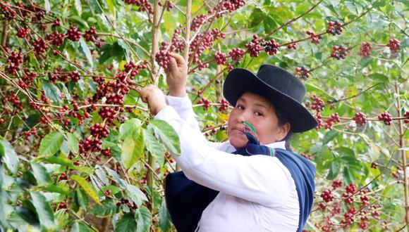 Hilda Leguía Gonzales, de la provincia de La Convención, región Cusco, es la caficultora con el mejor café del país según Taza de Excelencia Perú 2020. (Foto: Municipalidad Distrital de Inkawasi, VRAEM)