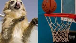 ¡Tiene talento! Perro juega basketball con su dueño y causa sensación en redes