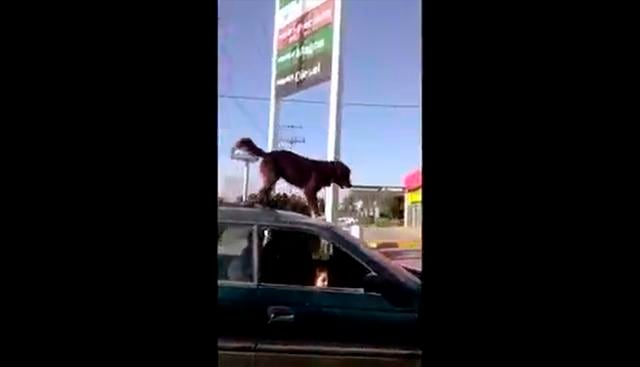 A este señora se le sube un perro a su auto y su explicación desata carcajadas. (Facebook)