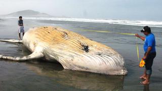 Una ballena jorobada varó esta mañana en playa de Chiclayo