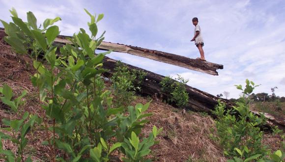 Tráfico de drogas contribuye a deforestación en América Central