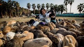 Okunoshima: Una isla en Japón llena de conejos silvestres