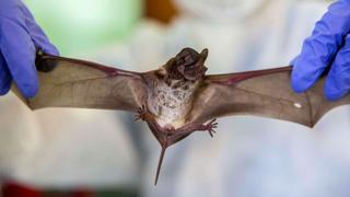 Científicos descubren un virus muy similar al del COVID-19 en murciélagos de Laos