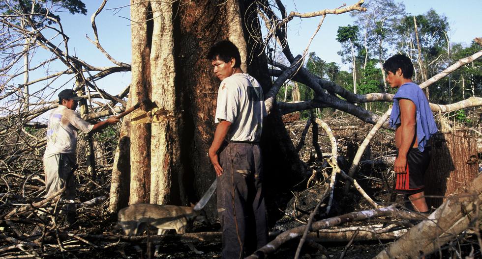 Entre el 2002 y el 2009, en una historia similar a la de varias otras comunidades nativas, Yamino explotaba su madera irresponsable y desordenadamente. (Foto: Andre Bartschi/WWF)