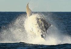 Ciencia: ¿cómo las ballenas azules se convirtieron en vertebrados más grandes? 