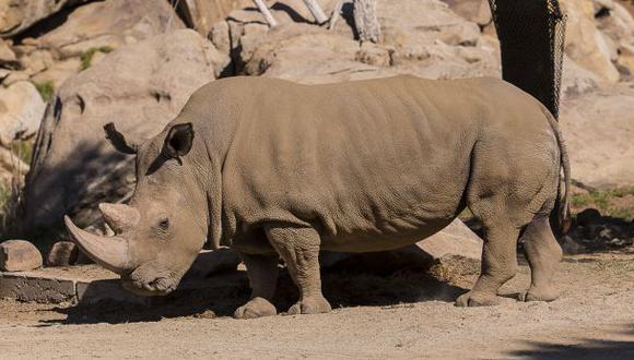 Fallece uno de los últimos seis rinocerontes blancos del norte