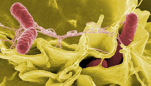 Utilizan una bacteria modificada para tratar el cáncer