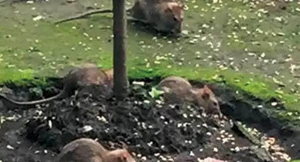 Estas son las ratas que atemorizaron a todo el pueblo de México en lo que era un día muy tranquilo. (Foto: Facebook)