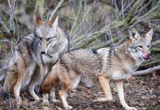 Coyotes que parecen perros buscando Sudamérica, un resultado de la deforestación