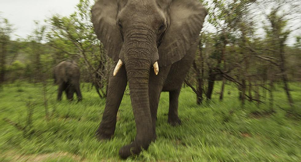 La Reserva sudafricana de Kruger comparte en YouTube sus videos. (Foto: Getty Images)
