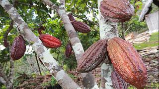 United Cacao planea producir 10.000 toneladas en Perú al 2021