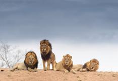Día Mundial del León: 10 curiosidades que no sabías de este animal