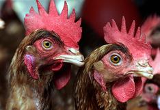 Gripe aviar: India sacrifica decenas de miles de aves ante avance de epidemia 