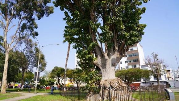 El “Ombú” puede alcanzar más de 30 metros de altura, con hojas gruesas, brillantes y cerosas, estado en el cual se debe conservar. (Foto: Municipalidad de Pueblo Libre)