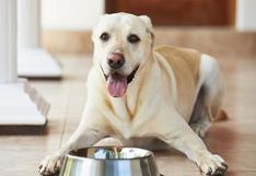 4 señales de que no le das la comida adecuada a tu perro