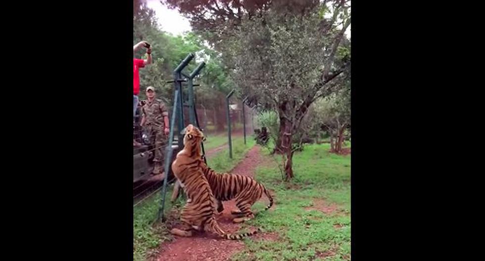 Sorprendente salto de tigre. (Foto: Captura)