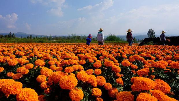 Día de Muertos: cuál es el origen y significado de la flor de cempasúchil,  la reina de los altares en México | MUNDO | EL COMERCIO PERÚ