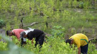 Colombia termina con la persecución a pequeños cultivadores de hoja de coca