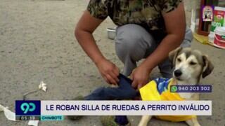 Chimbote: delincuentes roban silla de ruedas a perro con discapacidad | VIDEO 