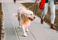 Mascotas: ¿tu perrito camina con dificultad? Puede deberse a estos motivos