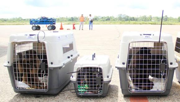 Loreto: 40 primates fueron llevados a centro de refugio animal