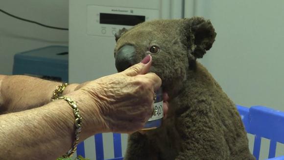 Fires in Australia: Government declares Koala as 