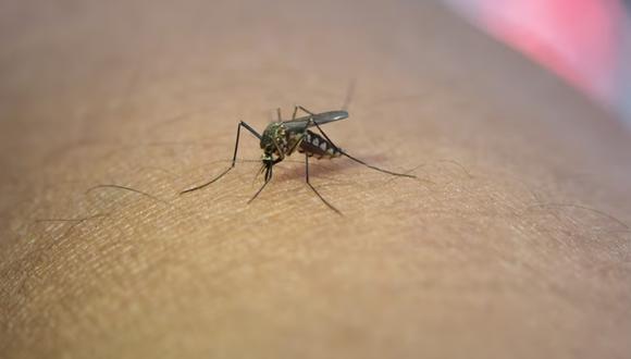 Se observa un primer plano de un mosquito en un brazo humano. | Imagen referencial: jcomp / Freepik