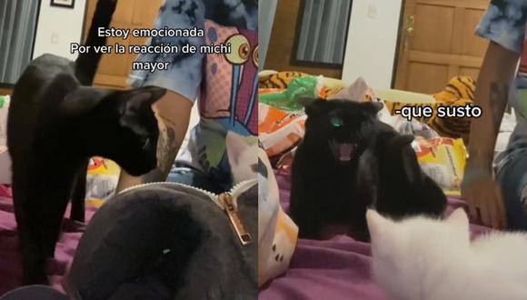 Gato no está feliz por la llegada de su nuevo ‘hermano’ y su reacción es viral | VIDEO (Foto: TikTok/@_juanitacatano_ ).