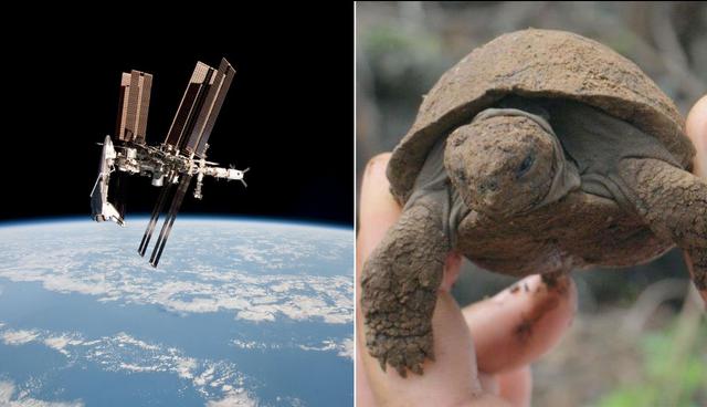 Las tortugas gigantes bebé pesan cerca de 60 o 70 gramos al nacer. La nueva tecnología permitirá rastrear sus movimientos desde el espacio. (Foto: Reuters)