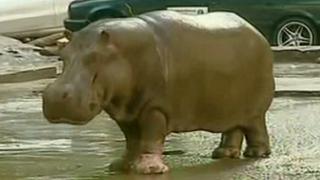 Georgia: Animales de zoológico siguen sueltos tras inundaciones