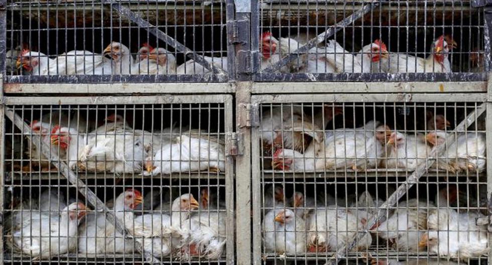 China detects first human case of H3N8 bird flu