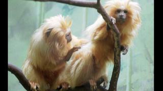 Mono en peligro de extinción sufre accidente y muere en zoo