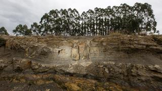 Descubren un asombroso bosque fosilizado que estuvo oculto por 290 millones de años