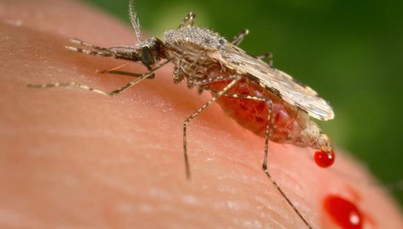 El olor a pollo aleja al mosquito que transmite la malaria