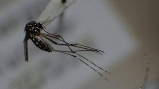 El Minsa reporta seis casos de dengue en Áncash