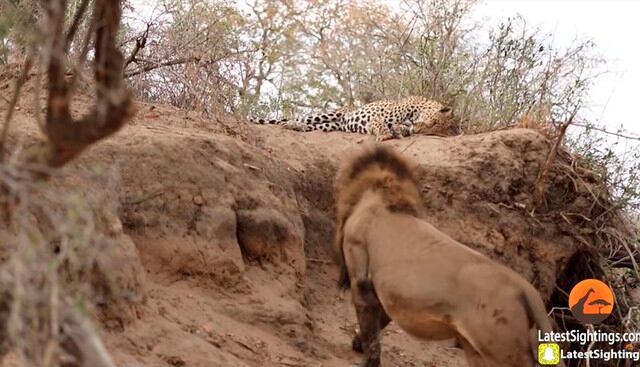 León se acercó a leopardo que dormía plácidamente y lo sorprendió con insólita maniobra. El video es viral en YouTube. (Kruger Sightings)<br>