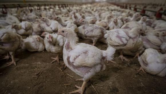 La gripe aviar tipo H5N8 fue confirmada en una granja cerca de Rostock en el estado oriental de Mecklemburgo-Antepomerania, Alemania. (Foto referencial, Landkreis Rostock Wojtek RADWANSKI / AFP).