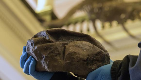 De casi 30 centímetros, correspondería a un reptil marino que vivió hace más de 66 millones de años en la península. (Foto: Handout / CHILEAN NATIONAL MUSEUM OF NATURAL HISTORY / AFP)