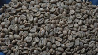 El 25% de cosecha anual del café se perdería por plaga de la roya
