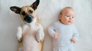 ¿Cómo preparar a tu mascota cuando va a llegar un bebé a casa?