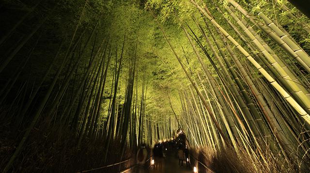 Recorre en imágenes este increíble 'bosque' de bambú en Japón - 1